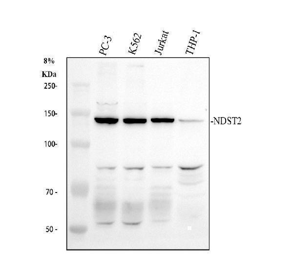 a08570 1 ndst2 primary antibodies wb testing 1