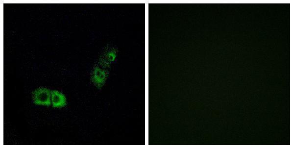 Immunofluorescence analysis of A549 cells, using BRS3 Antibody