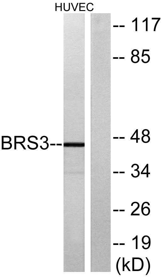 Western blot analysis of lysates from HUVEC cells, using BRS3 Antibody