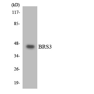 Western blot analysis of the lysates from HT-29 cells using BRS3 antibody
