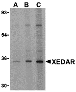 a08575 eda2r primary antibodies wb testing 1