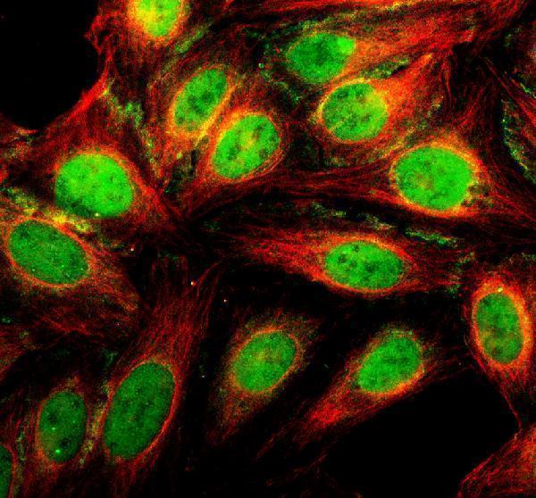 IF analysis of DCAF7 using anti-DCAF7 antibody (A08577-1) and anti-Alpha Tubulin antibody (M03989-3)