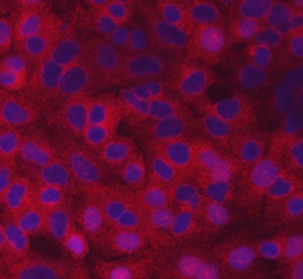  IF analysis of SCYL2 using anti-SCYL2 antibody (A08425-1)