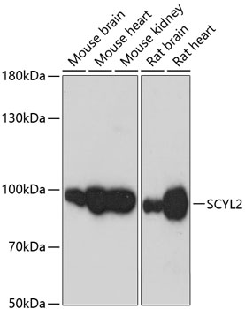 a08578 scyl2 primary antiboties wb testing 1