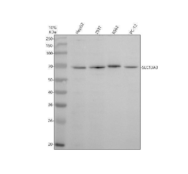 a08579 1 slc13a3 primary antibodies wb testing 1