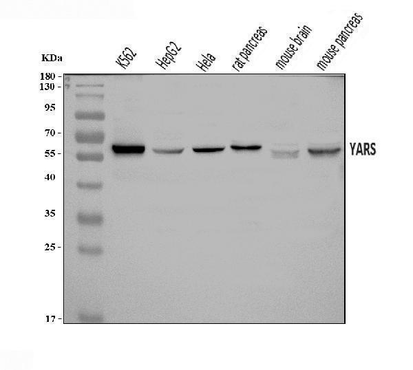 a08583 2 yars primary antibodies wb testing 1