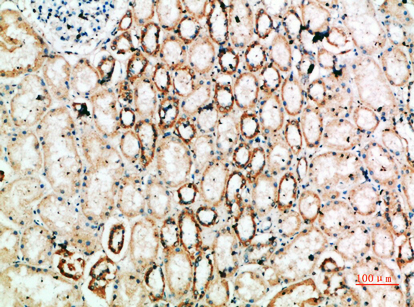 a08583 yars primary antibodies ihc testing 1