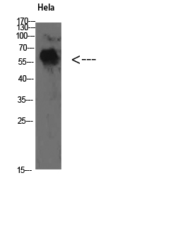a08583 yars primary antibodies wb testing 2
