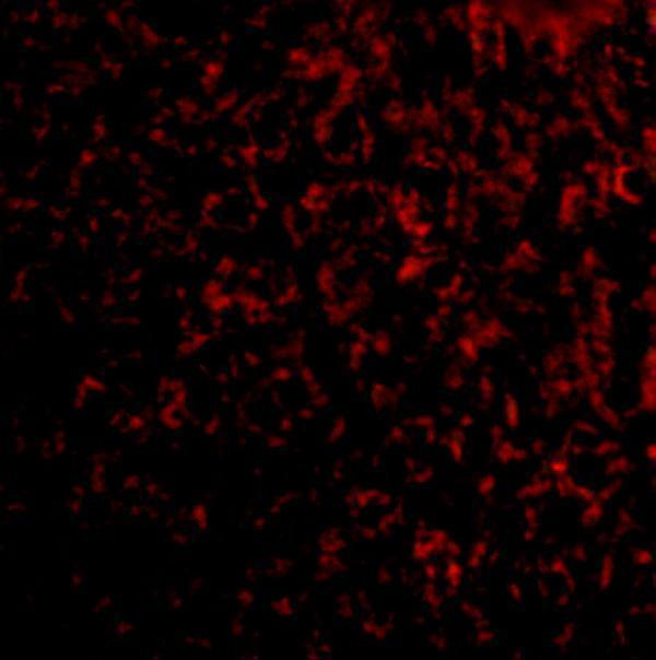Immunofluorescence of TEM7 in mouse liver tissue with TEM7 antibody at 20 μg/mL