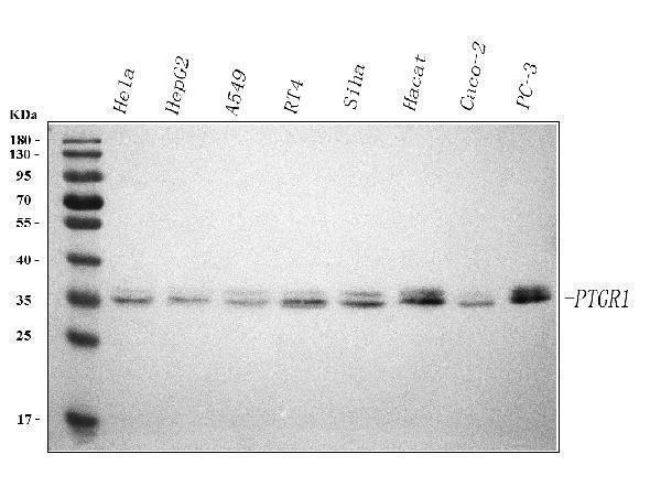  Western blot analysis of PTGR1 using anti-PTGR1 antibody (A08587-1)