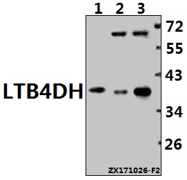 a08587 ptgr1 primary antiboties wb testing 1