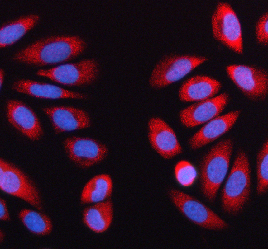 a08588 1 larp4 primary antibodies if testing 1