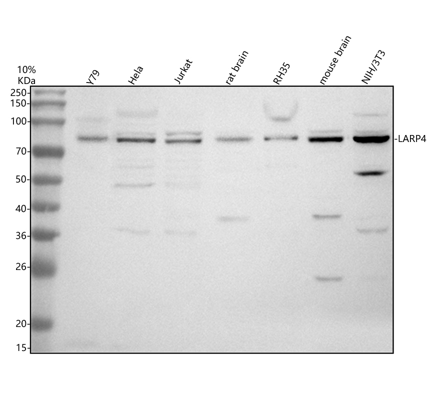 Western blot analysis of LARP4 using anti-LARP4 antibody (A08588-1)