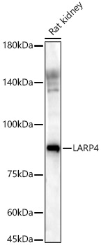 a08588 larp4 primary antiboties wb testing 1