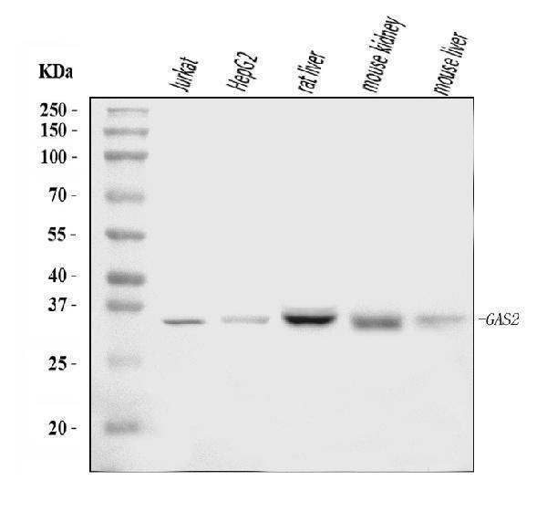 a08589 1 gas2 primary antibodies wb testing 1