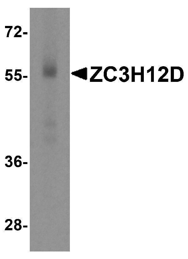 a08591 zc3h12d primary antibodies wb testing 1