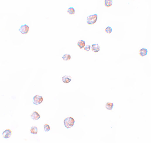 a08593 chordc1 primary antibodies icc testing 2