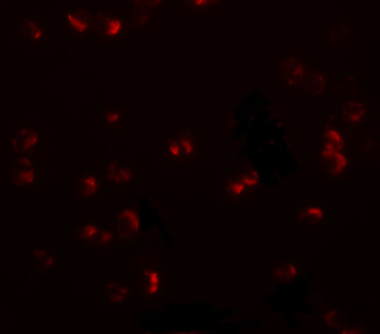 a08593 chordc1 primary antibodies if testing 3