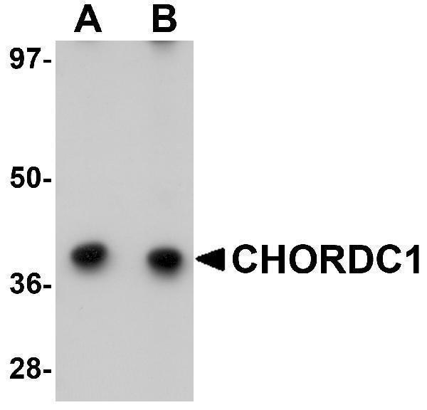a08593 chordc1 primary antibodies wb testing 1