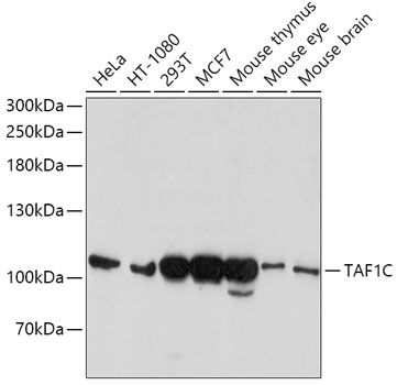 a08597 taf1c primary antiboties wb testing 1