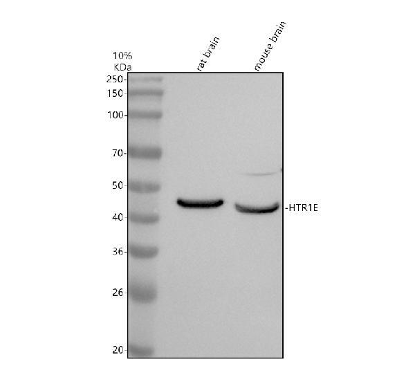 a08598 2 htr1e primary antibodies wb testing 1