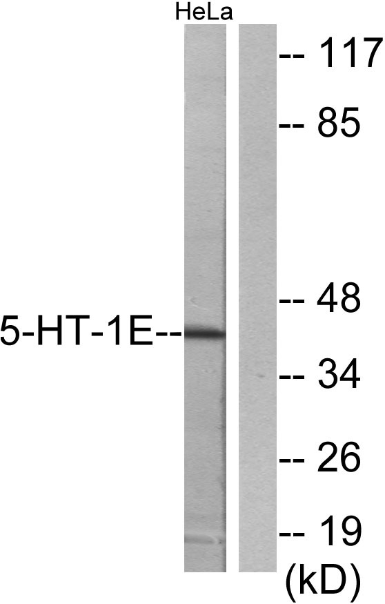 a08598 htr1e primary antibodies wb testing 3