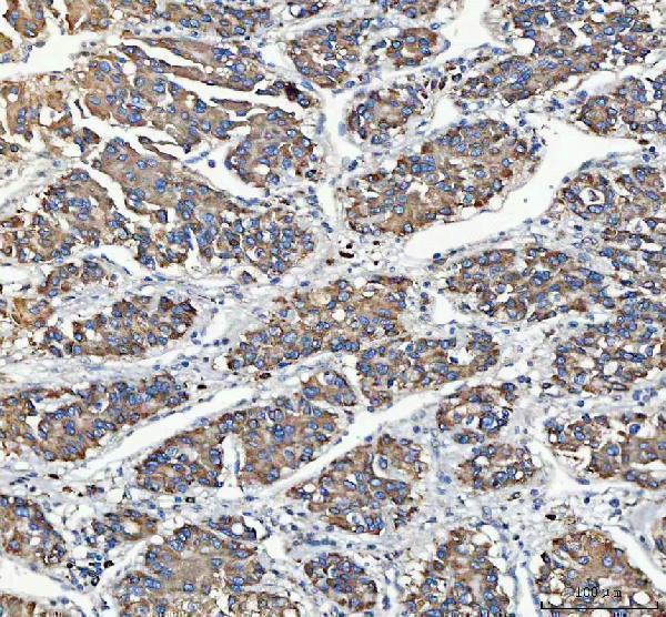 a08602 mydgf primary antibodies ihc testing 4