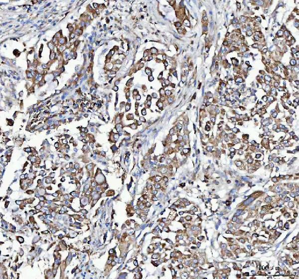 a08602 mydgf primary antibodies ihc testing 5