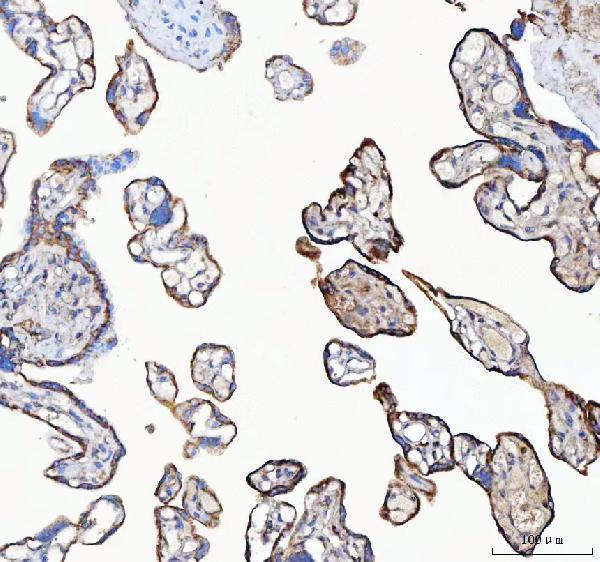 a08602 mydgf primary antibodies ihc testing 6