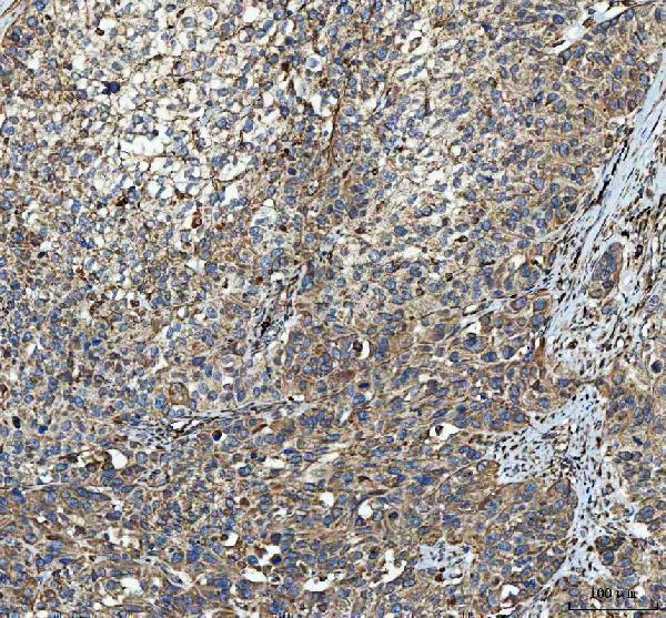 a08602 mydgf primary antibodies ihc testing 7