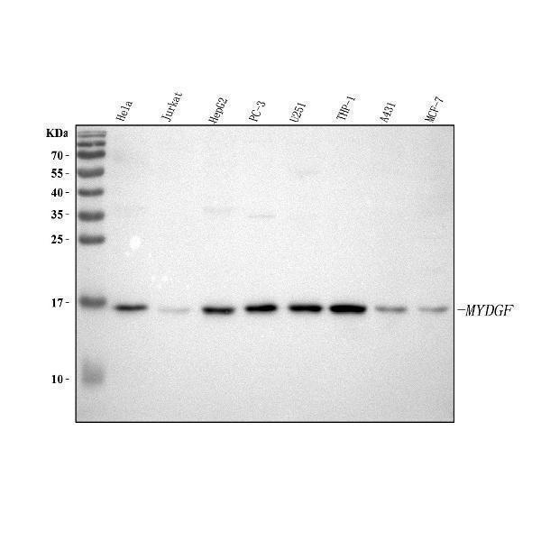a08602 mydgf primary antibodies wb testing 1