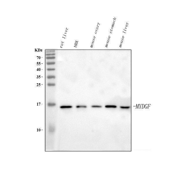 a08602 mydgf primary antibodies wb testing 2