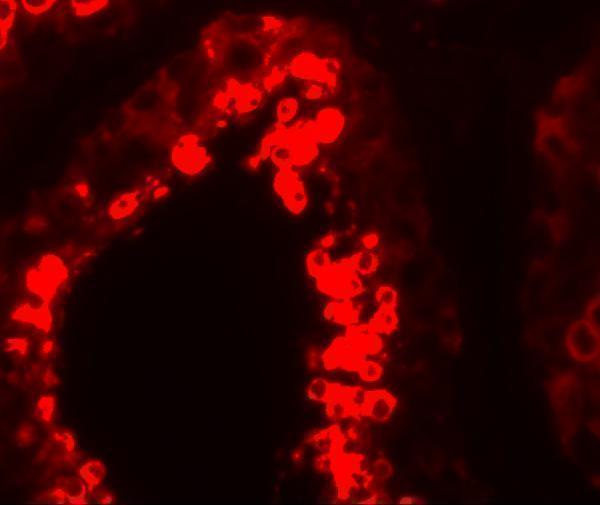 Immunofluorescence of YBX2 in human testis tissue with YBX2 antibody at 20 μg/mL