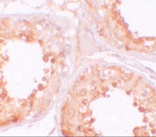 Immunohistochemistry of YBX2 in human testis tissue with YBX2 antibody at 10 μg/mL