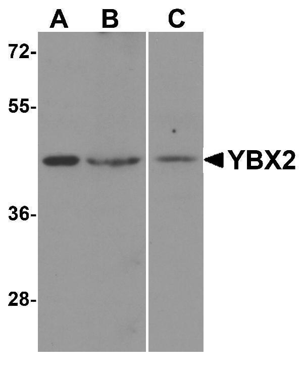 Western blot analysis of YBX2 in human testis tissue lysate with YBX2 antibody at (A) 1 and (B) 2 μg/mL