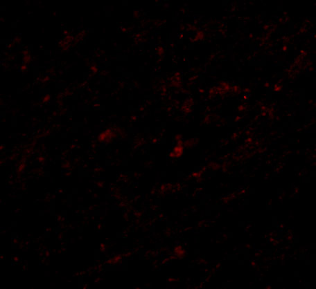 a08612 1 cers5 primary antibodies if testing 3