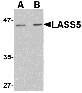 a08612 1 cers5 primary antibodies wb testing 1
