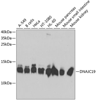 a08613 dnajc19 primary antiboties wb testing 1