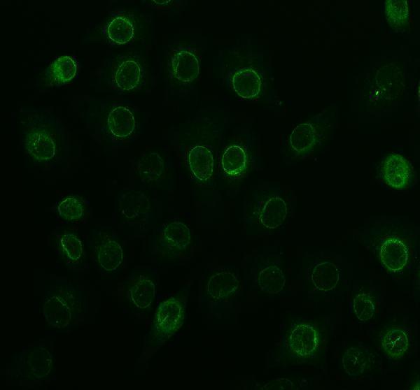 IF analysis of NUP35 using anti-NUP35 antibody (A08614-2)