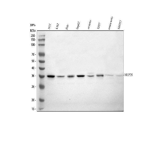 Western blot analysis of NUP35 using anti-NUP35 antibody (A08614-2)