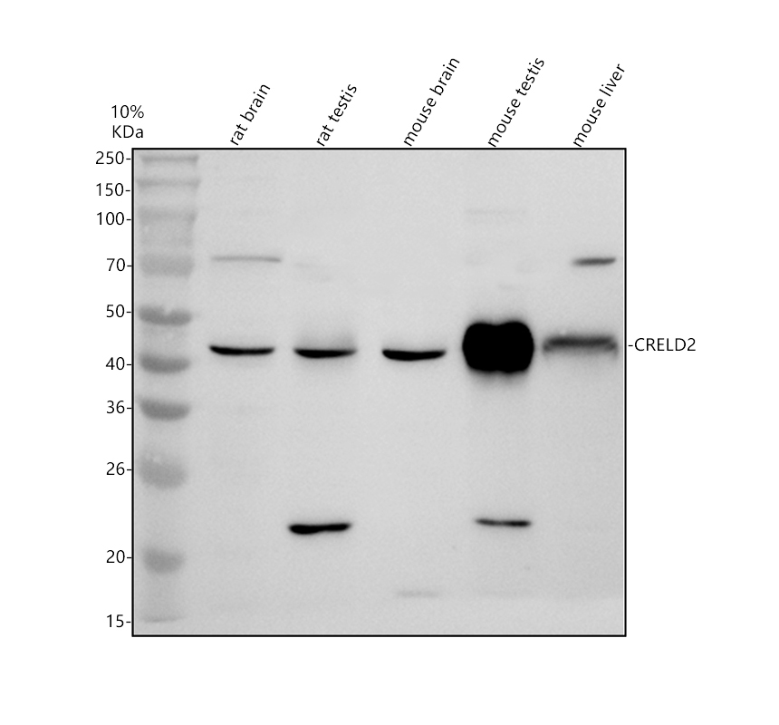 a08616 2 creld2 primary antibodies wb testing 1