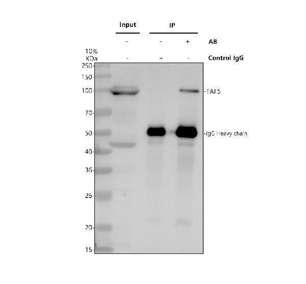 a08618 2 taf5 primary antibodies ip testing 1