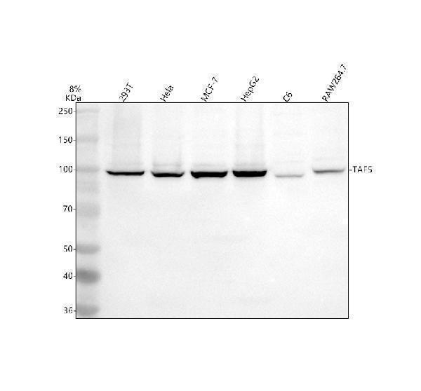 Western blot analysis of TAF5 using anti-TAF5 antibody (A08618-2)