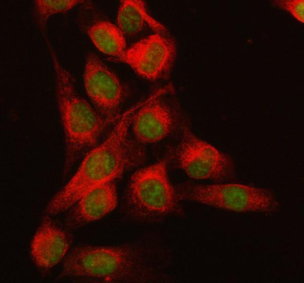 a08621 1 rbm17 primary antibodies if testing 1