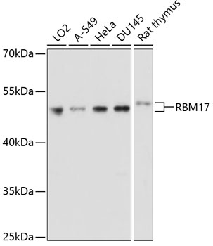 a08621 rbm17 primary antiboties wb testing 1