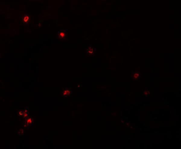 a08623 1 ndufb9 primary antibodies if testing 3