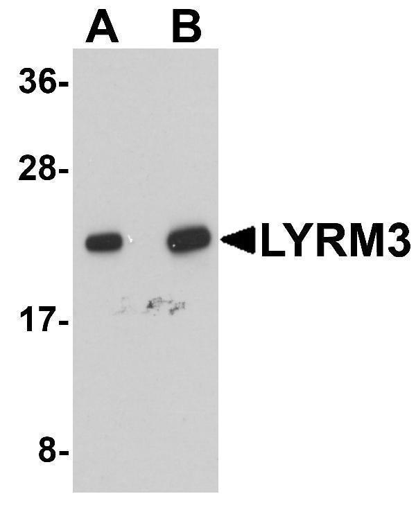 a08623 1 ndufb9 primary antibodies wb testing 1