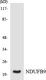 a08623 ndufb9 primary antibodies wb testing 3