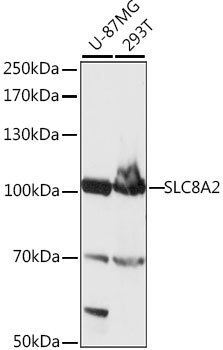 Western blot analysis of extracts of various cell lines, using SLC8A2 antibody  at 1:1000 dilution