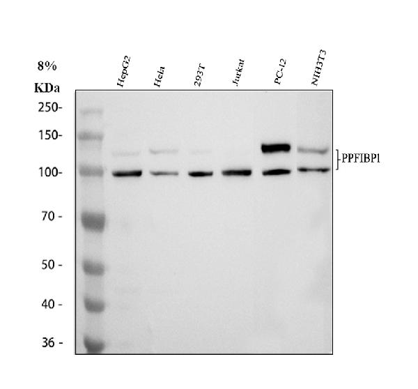 a08629 2 ppfibp1 primary antibodies wb testing 1